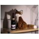 Lambrusco_fox.jpg