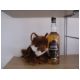 Whisky_foxcub.jpg